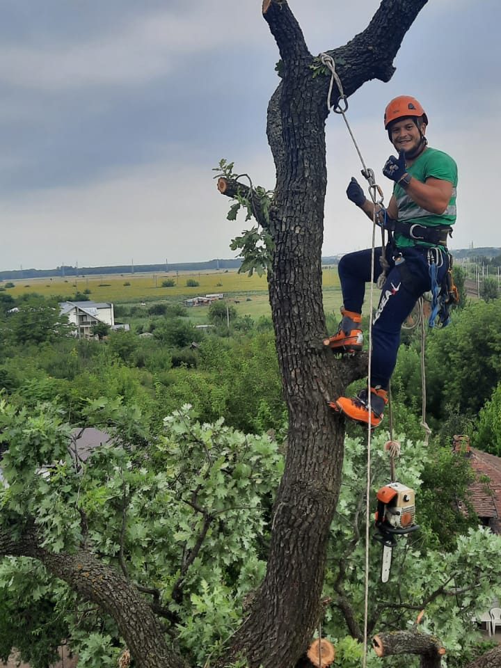 Toaletare arbori